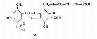 lichene Figura 4
