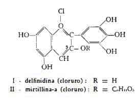 mirtillonero Figura 1
