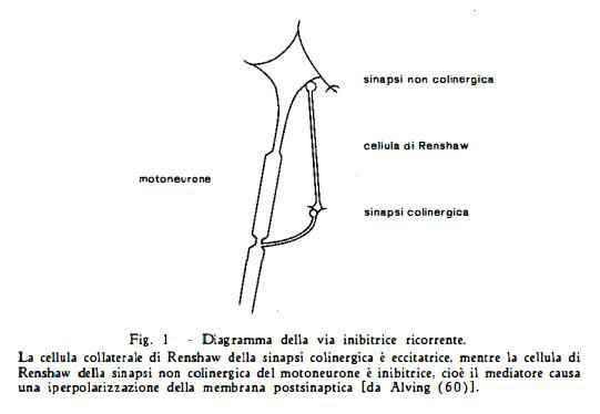 nocevomica Figura 4