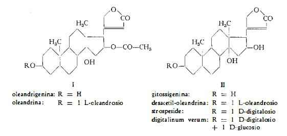 oleandro Figura 1