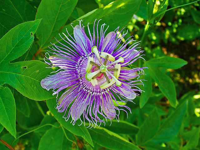 passiflora