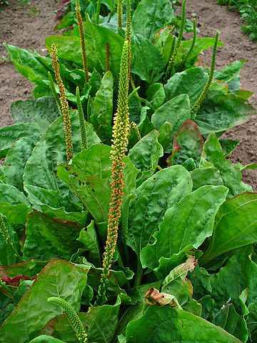 piantaggine