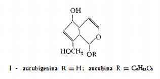 piantaggine Figura 1
