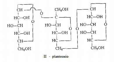 piantaggine Figura 2