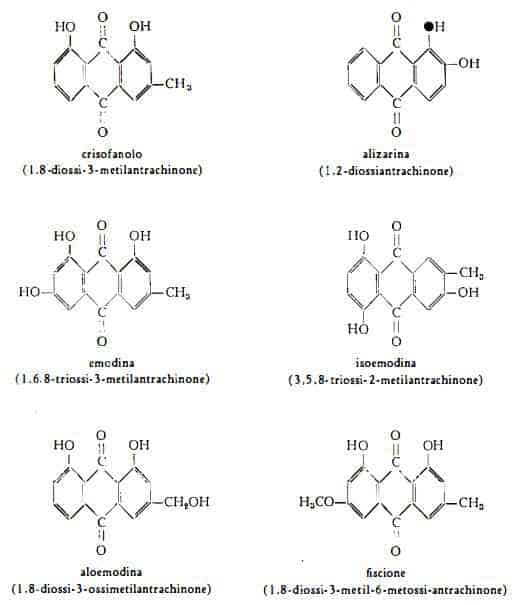 rabarbarocinese Figura 1