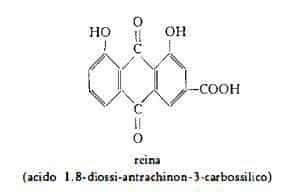 rabarbarocinese Figura 2