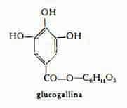 rabarbarocinese Figura 5