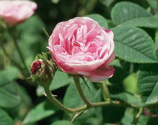 rosapallida
