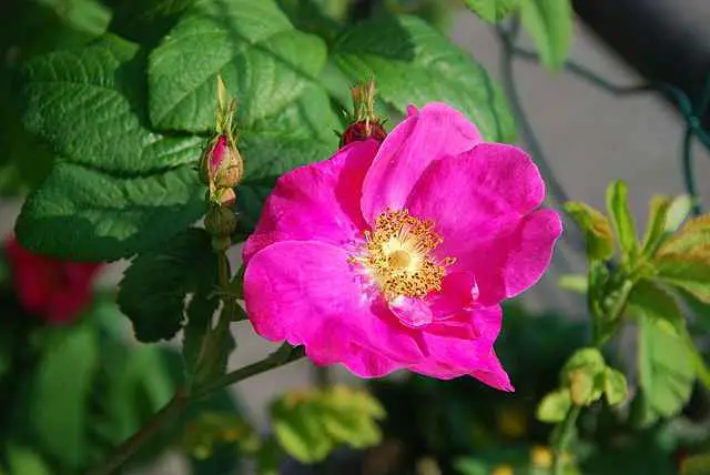 rosarossa