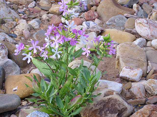 saponaria