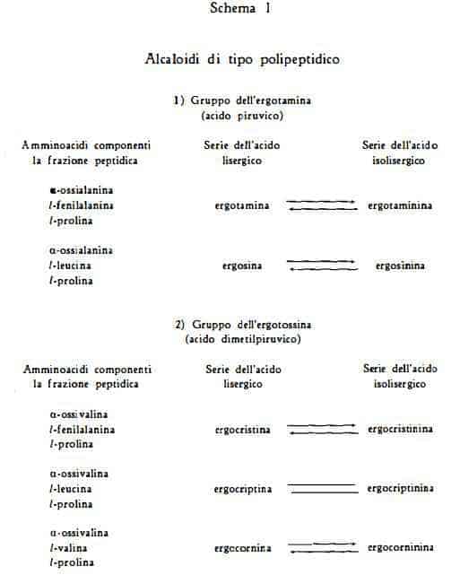 segale Figura 5