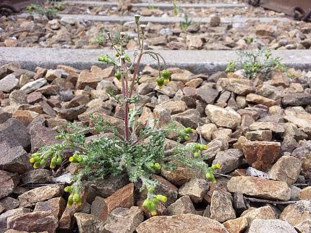senecio