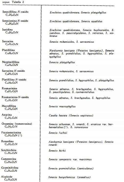 senecio Figura 3