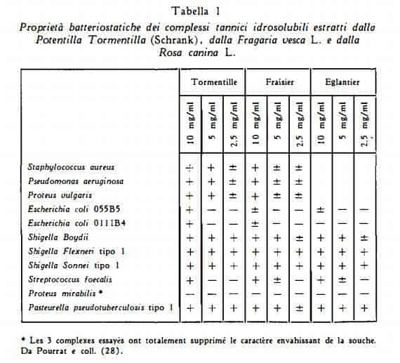 tormentilla Figura 2