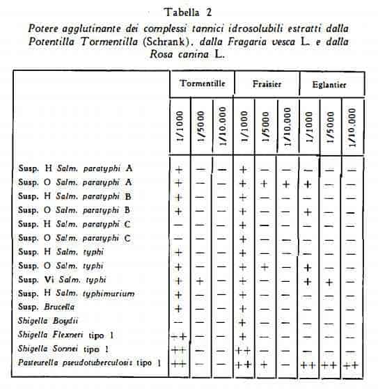 tormentilla Figura 3