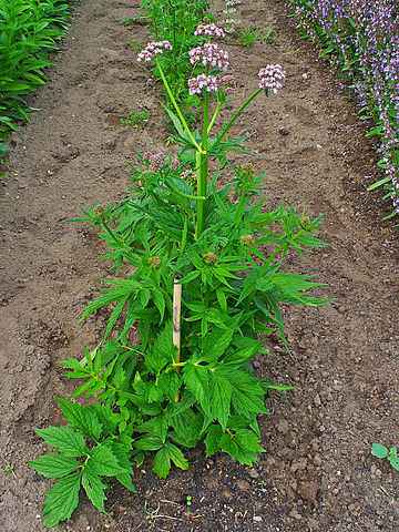 valeriana