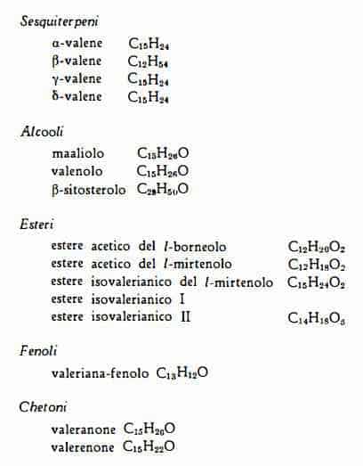 valeriana Figura 4