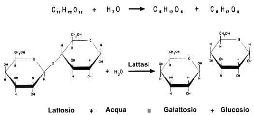 Breath Test al Lattosio: Lattasi