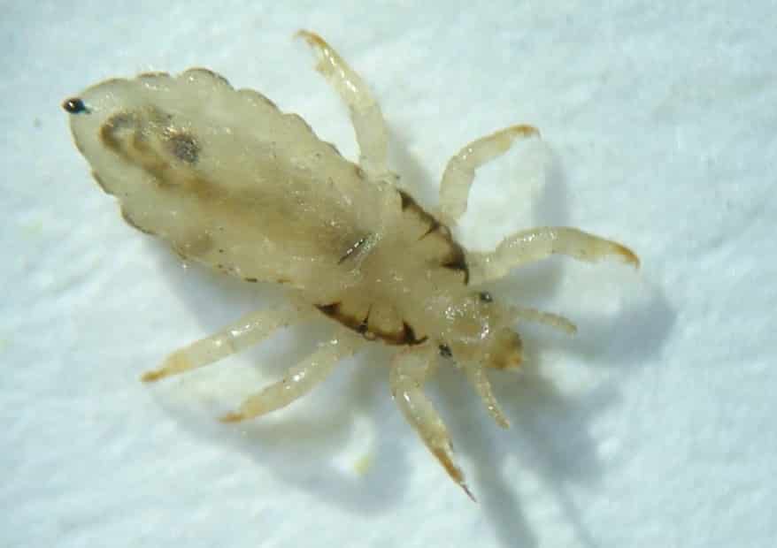 Pediculosi: Pidocchio del capo