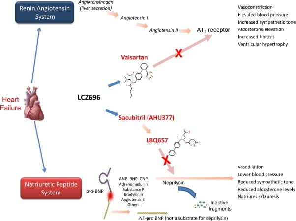 entresto (sacubitril-valsartan): meccanismo d'azione