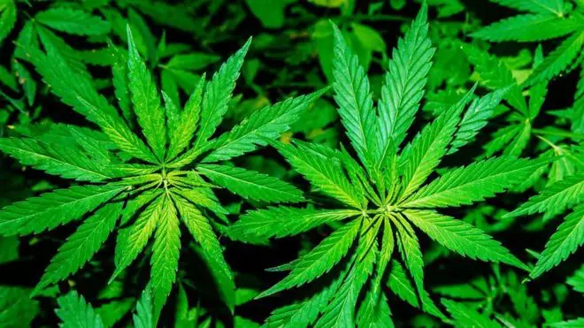 Cannabis terapeutica: le foglie
