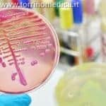 Malattie Infettive: coltura batterica