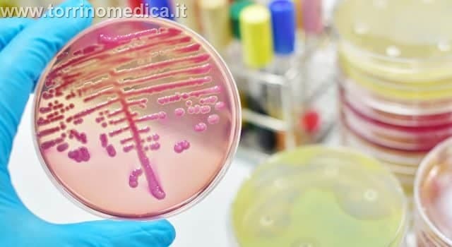 Malattie Infettive: coltura batterica