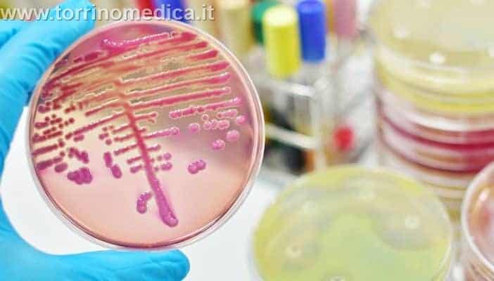 Helicobacter pylori: sintomi, diagnosi e terapia