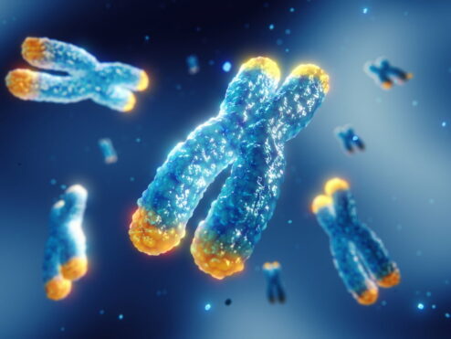 Alla ricerca del segreto della longevità: il ruolo cruciale dei telomeri