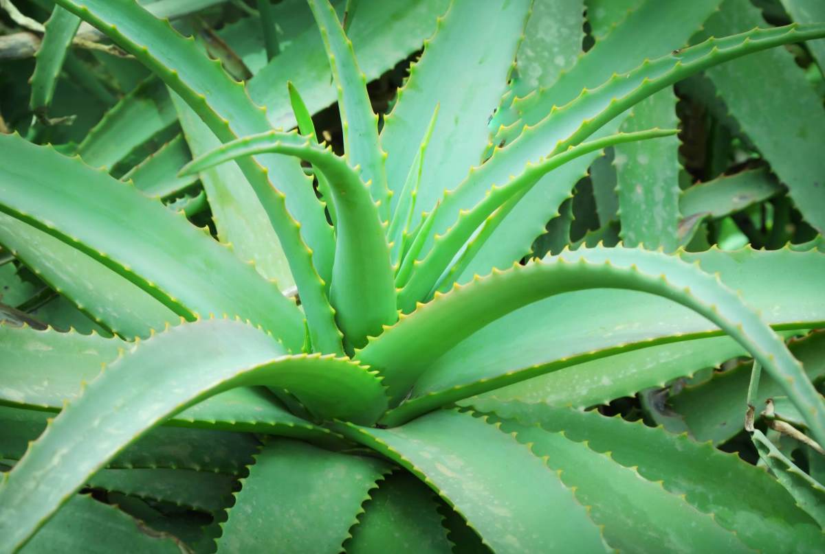 Aloe vera 40cps 400mg: Scheda Tecnica del Parafarmaco