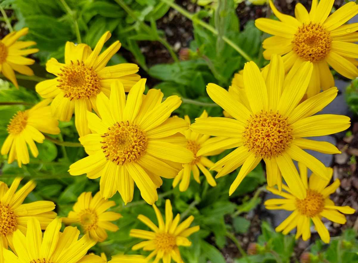 A cosa serve l’arnica per cavalli uso umano?