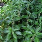 parietaria