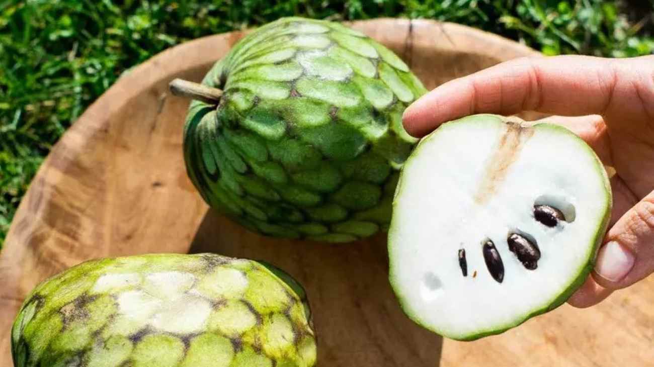 Come si coltiva la Cherimoya? - Torrinomedica
