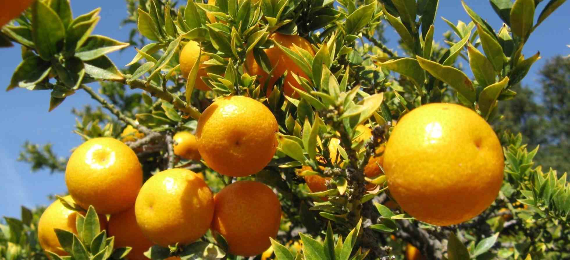 quali-sono-i-benefici-del-chinotto-torrinomedica