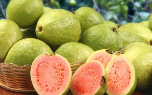 Dove cresce la guava?