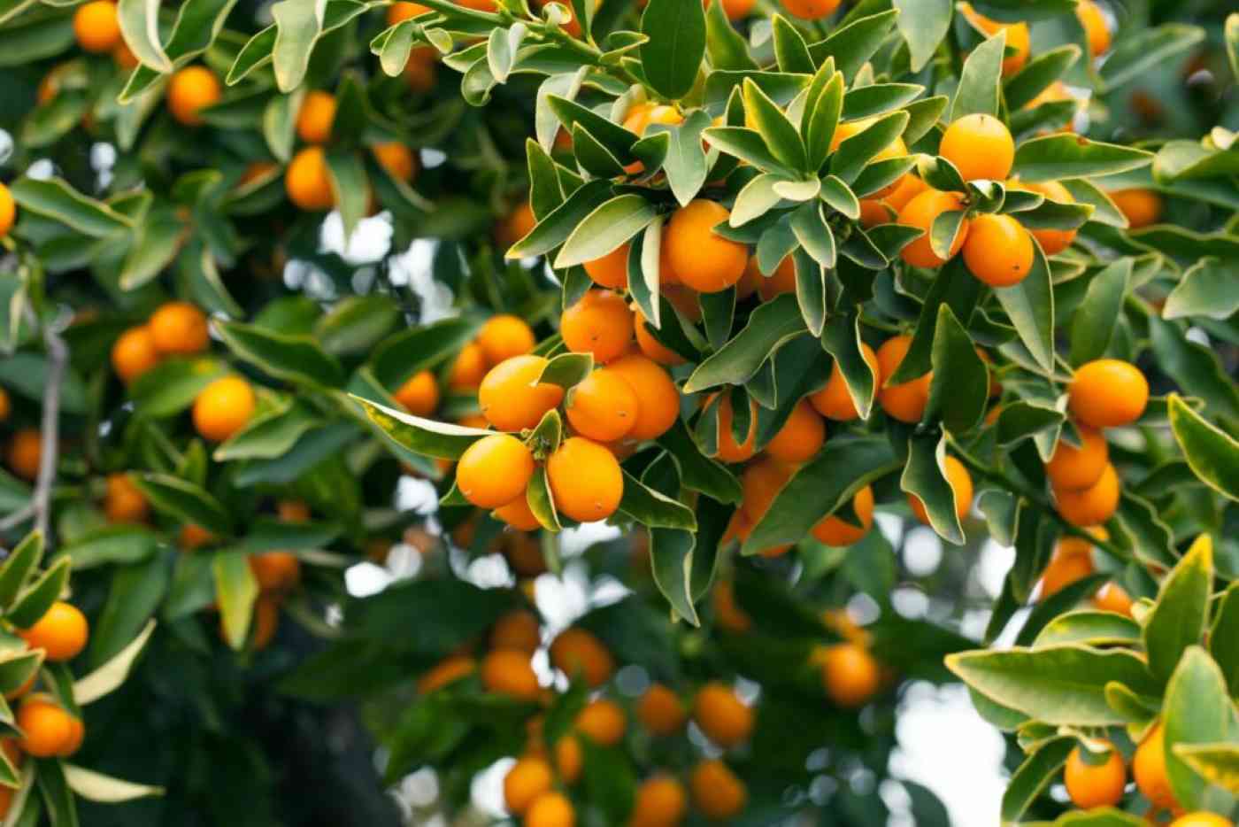 Quando maturano i frutti del kumquat? Torrinomedica