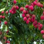 litchi