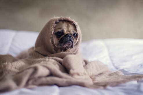 Cosa fare se il cane ha preso troppo vermox