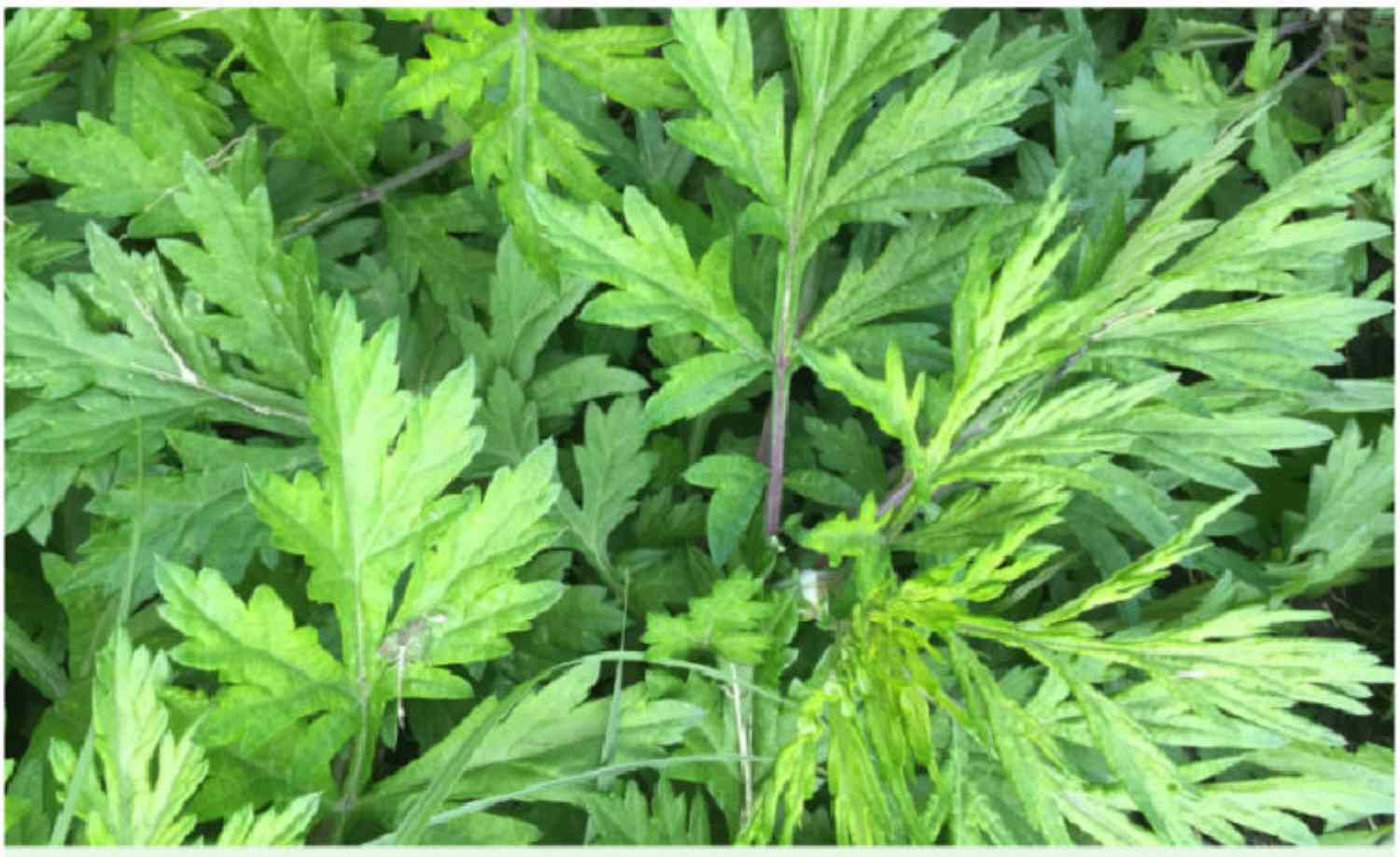 Quanti tipi di piante di Artemisia esistono?