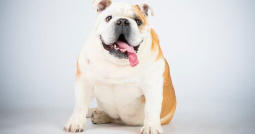 Cane obeso ciccione