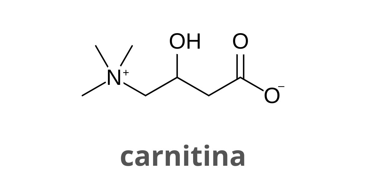 Qual è l’effetto della carnitina?