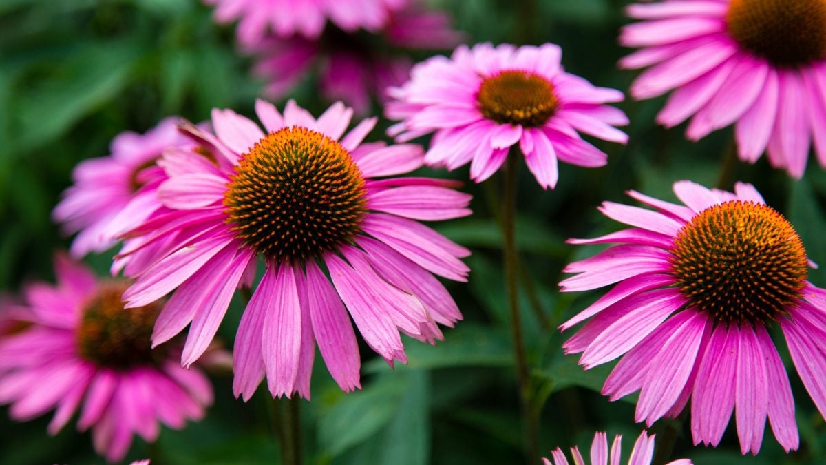 Echinacea