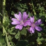 Malva