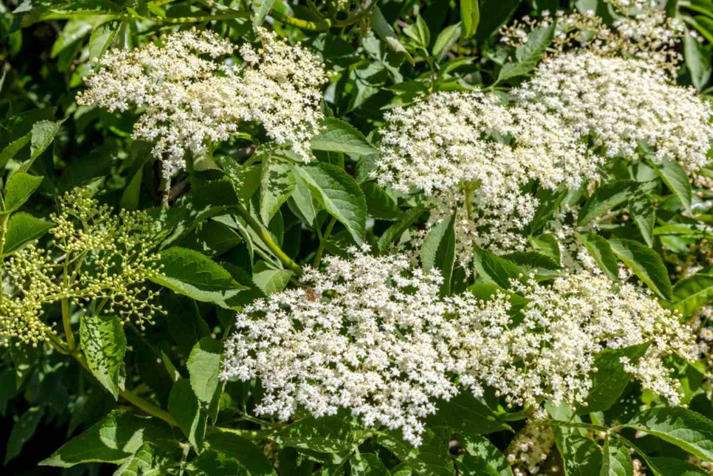 Come si chiama il fiore di sambuco?