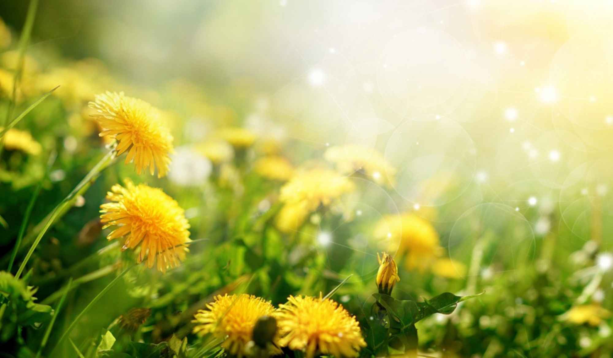 Одуванчики фото красивые
