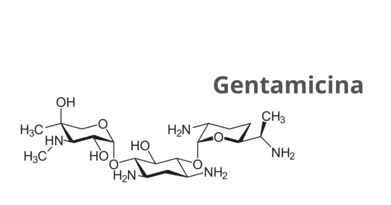 gentamicina