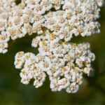Achillea millefolium