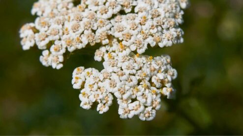 Come si essicca Achillea?