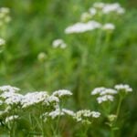 Achillea_ campo di fiori spontanei