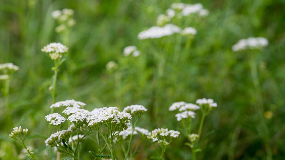 Achillea_ campo di fiori spontanei
